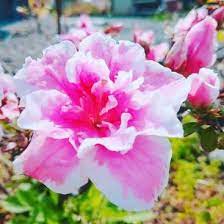 アザレア 花 のまとめ 育て方 植え替えや寄せ植え と花言葉等15個のポイント 植物の育て方や豆知識をお伝えするサイト