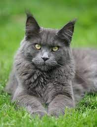 The bigger the fur baby the. Pin On Maine Coon Cat
