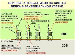 Kak Pravilno Prinimat Antibiotiki Sovety Vrachej I Vliyanie Preparatov Na Organizm Oficialnyj Sajt Gbuz Rodilnyj Dom 2 G Magnitogorsk