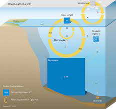 oceanic carbon cycle wikipedia