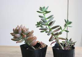 多肉植物の上手な育て方 コツとお手入れ 植え替え 寄せ植えを一挙紹介します Gardenstory ガーデンストーリー