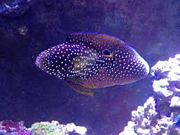 The siamese fighting fish, also known as the betta, is a popular fish in the aquarium trade. For All Those Who Want A Marine Betta Aquarium Advice Aquarium Forum Community