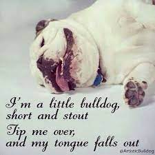 A Cute Bull Dog Poem Said Sung To I M A Little Teapot English Bulldog Bulldog Funny Bulldog