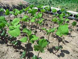 丹波黒大豆 枝豆 の植え付け 大好き 野菜の時間