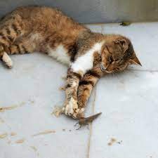 Unfortunately, giving cats spicy foods can potentially make them seriously ill. Insects That Are Toxic To Cats And A Few That Aren T