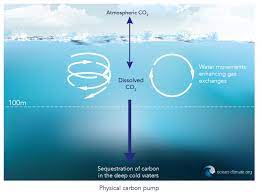 a carbon sink  ocean & climate platform