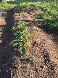 4月19日 枝豆初生葉摘心 そら豆全て摘心 野菜ブログ
