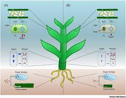 sourcesink regulation in crops under