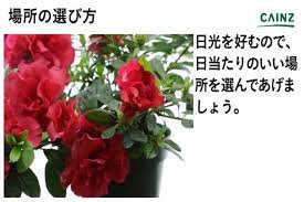 アザレアの育て方とは 水やりのコツや肥料の与え方 植え替え方法などについて解説 カインズ花図鑑 となりのカインズさん