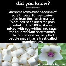 Marshes are the native growing ground for the mallow plant; Marshmallows Fun Facts Wtf Fun Facts Wow Facts