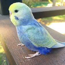Image Result For Rainbow Budgie Pet Birds Budgies Bird Budgies