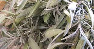Vorrat Salbeisirup Rezept Mit Bild Rezept Sirup Salbei Fruchtsirup