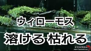 ウィローモスが茶色になり溶けて枯れる5つの原因と対策方法 ヌマエビ兄さんのアクアリウム