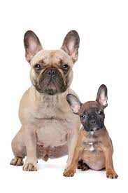 Our goal is to create healthy and friendly puppies in arizona. Building Bonds Dog Training Tucson Az Positive Reinforcement Dog Training French Bulldog Adult And Puppy Building Bonds Training