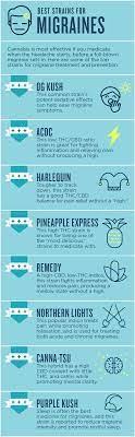Best Marijuana Strains For Migraines Marijuana Doctors