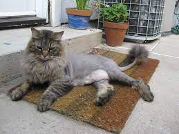 A lion cut can transform your cat into the king of the jungle. Maine Coon Lion Cut Facts Maine Coon Central