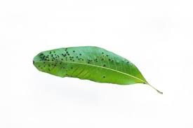 観葉植物の病気まとめ 原因や葉の症状 対策は Horti ホルティ By Greensnap
