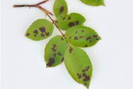 観葉植物の病気まとめ 原因や葉の症状 対策は Horti ホルティ By Greensnap