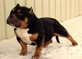 We have a great selection of lab american bulldog mix puppies for sale. Pin On Pups