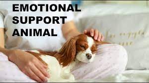 It's free to post an ad. Emotional Support Dog How To Get An Emotional Support Animal Youtube