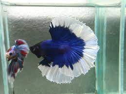Through breeding bettas whose genes show. Betta Colors Patterns Betta Source