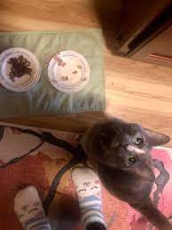 Start date aug 19, 2020. Licks Up All The Juice From Her Wet Food Leaves The Meat Behind And Then Begs For More As If She S Starving Catsbeingcats