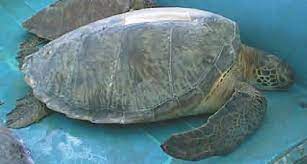 Https Www Env Go Jp Nature Kisho Guideline Seaturtle Handbook Pdf
