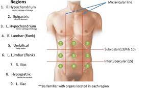 October 29, 2020 reading time in this article we will describe the anatomy of the right upper quadrant, what lies below this area of the abdominal wall, and which are the potential causes. Anatomy Regions And Quadrants Flashcards Quizlet