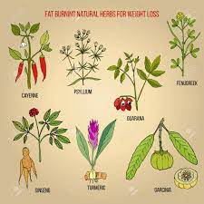 Best Natural Herbs For Fat Burning And Fast Weight Loss Hand Royalty Free Cliparts Vectors And Stock Illustration Image 126350156