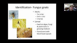 controlling drain flies, house flies