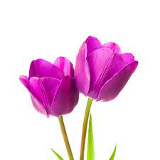 14.046 immagini gratis di fiori. I Fiori Lilla Varieta E Significato Non Solo Lilla Glicine E Lavanda Colvin