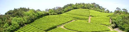 生産地別 お茶っ葉ガイド 日本茶 宇治茶ならふじや茶舗