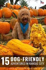 17 Best Things To Do With Your Dog In Kansas City City Dog Dog Friends Dog Friendly Cities