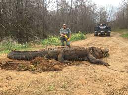 And their fear would be rightly placed, as encounters between man and saltwater crocs typically have deathly ends for the. Massive Alligator Weighing About 700 Pounds Found In Georgia