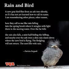 Patricia Fargnoli Poetry Poetry Mother Nature Bird