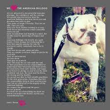 We Love The American Bulldog Bulldog American Bulldog American Bulldog Puppies