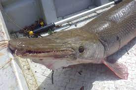 He taught me how to tie and bait a want to know why they call them alligator gars and why i'm lucky that all i lost was a piece of. The Verge Review Of Animals Alligator Gar The Verge