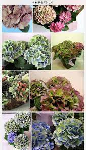 緑色の紫陽花は 葉化病 にかかってるかも 抜いて燃やして土を入れかえるしか Togetter