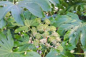 ヤツデの育て方や花言葉 剪定や挿し木 鉢植えの方法は 増やし方や種類は Horti ホルティ By Greensnap