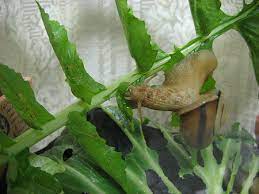 ダイコンの葉を食べるカタツムリ ぁぃの飼育ブログ