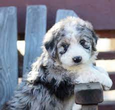 Aussiedoodle Puppies Bernedoodle Puppies California