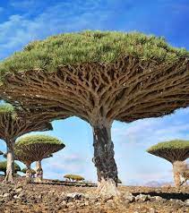 Ces 18 Arbres Sont Les Plus Extraordinaires De La Planete Peinture Arbre Arbre Amenagement Jardin