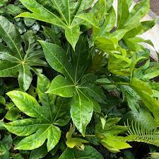 ヤツデの花言葉 意味や特徴 インテリアでも使える Greensnap グリーンスナップ