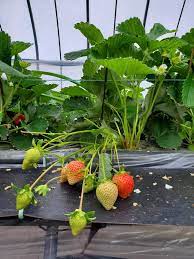 福岡あまおう イチゴ生産者を訪問です 微生物で土づくりと野菜作り酵素で 高品質に多収を ジオ バンク メソッド で解説