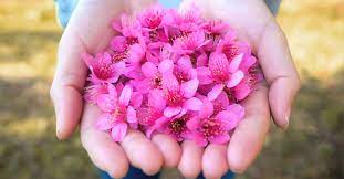 1,560 likes · 37 talking about this. Per Il Tuo Riequilibrio Psicofisico Scegli I Fiori Himalayani Riza It