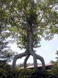 Arbres Extraordinaires Dans Le Monde Arbres Etranges Arbre Mere Nature
