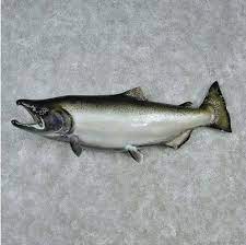 48 Silver Chinook King Salmon Fish Mount Fish Mounts Salmon Fish Fish