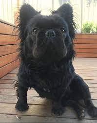 French bulldog information, how long do they live, height and weight, do they shed, personality traits, how much do they cost, common health issues. 13 French Bulldog Mixes Fantastic Frenchies