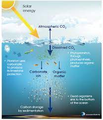 biological carbon pump revealed