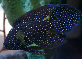 Specially processed minimizes any undesirable organisms found in. Comet Fish Wikipedia